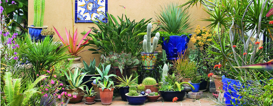 Mexican Garden