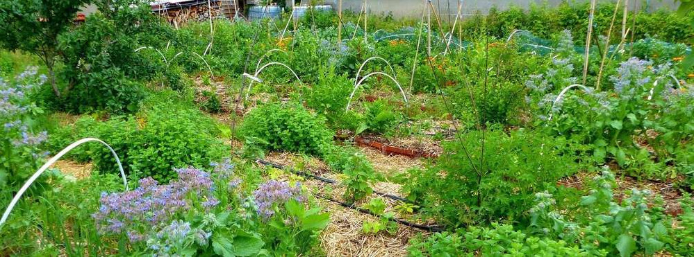 Bienvenue au Potager