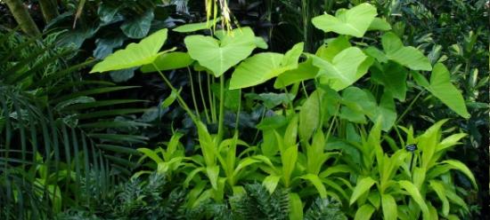 Plantes du monde  - Pépinière La Forêt