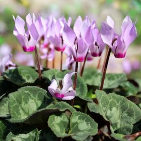 Cyclamen cilicium - Pépinière La Forêt