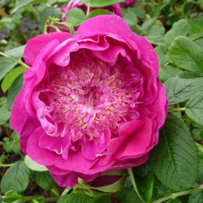 Rosier Arbustif Rosa rugosa Pivoine - Pépinière La Forêt