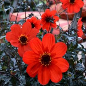 Dahlia Mystic Enchantment ® - Pépinière La Forêt