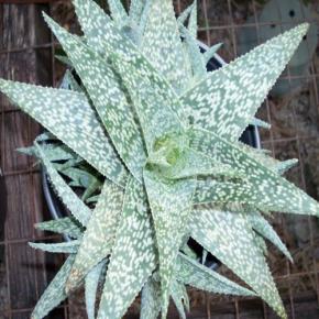 Aloe x rauhii Cleopatra - Pépinière La Forêt