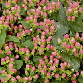 HYPERICUM x MIRACLE ® BLOSSOM  - Pépinière La Forêt