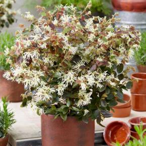 Loropetalum chinensis Ruby Snow® - Pépinière La Forêt