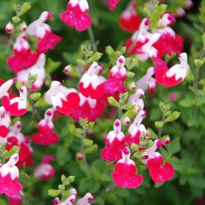 Salvia Little Kiss® - Pépinière La Forêt