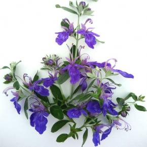 Teucrium Curaçao® - Pépinière La Forêt