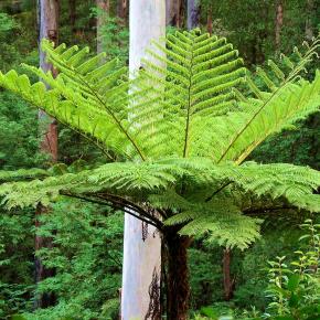 Cyathea cooperi - Pépinière La Forêt