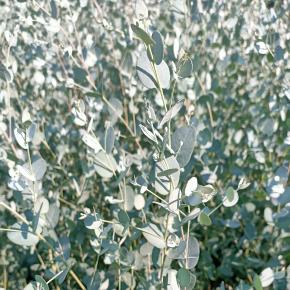 Eucalyptus Gunny Silverana ® - Pépinière La Forêt