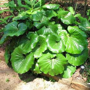 Farfugium japonicum Giganteum - Pépinière La Forêt