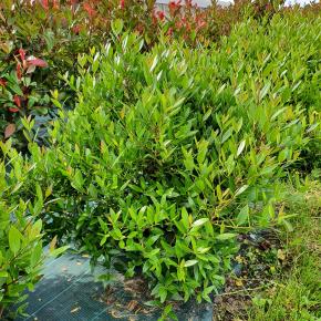 phillyrea angustissima Greenball - Pépinière La Forêt