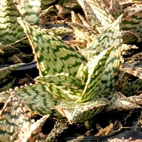Aloe X rauhii Cleopâtra - Pépinière La Forêt