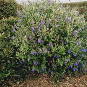 Teucrium Curaçao® - Pépinière La Forêt