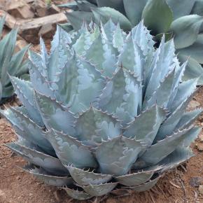 AGAVE parrasana  - Pépinière La Forêt