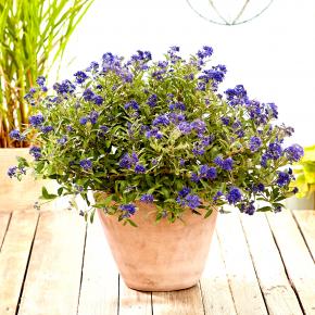 CARYOPTERIS clandonensis Camara ® - Pépinière La Forêt