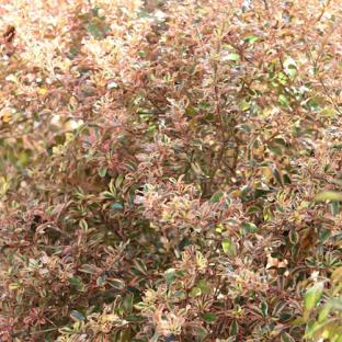 Coprosma x Rainbow Surprise ® - Pépinière La Forêt