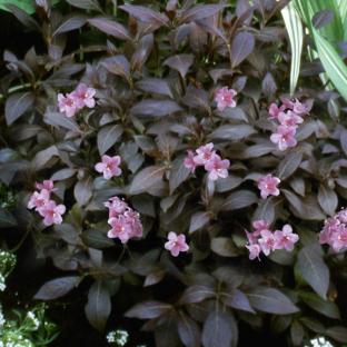 Weigela x Elvera ® - Pépinière La Forêt