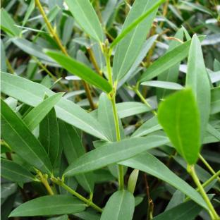 plants de Phillyrea angustifolia - Pépinière La Forêt