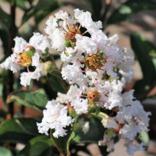 Lagerstroemia Neige d’Eté® - Pépinière La Forêt