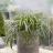 Carex oshimensis Ribbon Falls ® - Pépinière La Forêt
