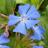Ceratostigma  willmottianum - Pépinière La Forêt