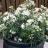 Choisya ternata White Dazzler ® - Pépinière La Forêt