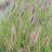 Pennisetum alopecuroïdes Moudry - Pépinière La Forêt