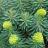 EUPHORBIA Wulfenii Shorty® - Pépinière La Forêt