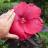 Hibiscus carousel Geant Red ®  - Pépinière La Forêt
