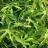 Fatsia polycarpa Green Finger®  - Pépinière La Forêt