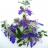 Teucrium Curaçao® - Pépinière La Forêt