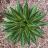 AGAVE IMPRESSA IMPRESSIVE - Pépinière La Forêt