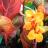Canna Tropicanna®  - Pépinière La Forêt