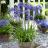 AGAPANTHUS STAR Ever Sapphir ®  - Pépinière La Forêt