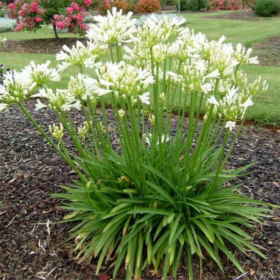 Agapanthus Little Dutch White ® - Pépinière La Forêt