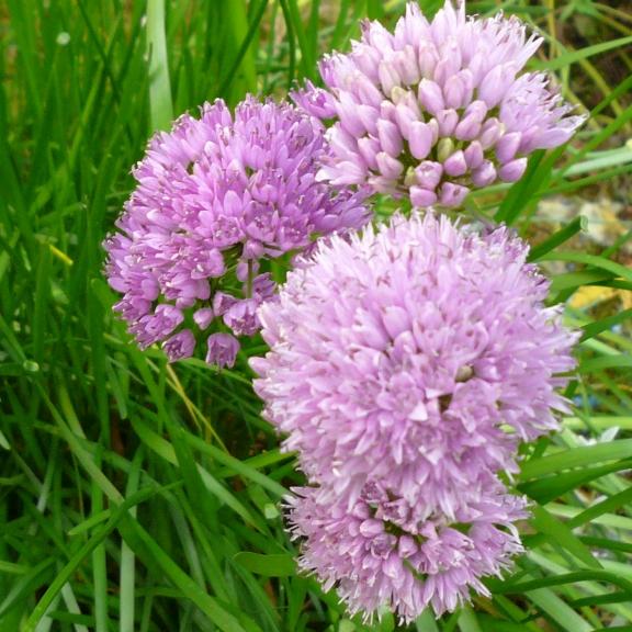 Allium senescens Montanum - Pépinière La Forêt