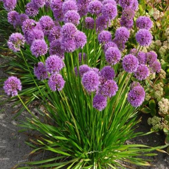 Allium Millenium - Pépinière La Forêt