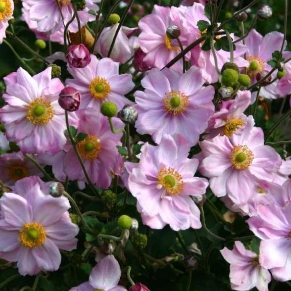 Anemone Lorelei - Pépinière La Forêt