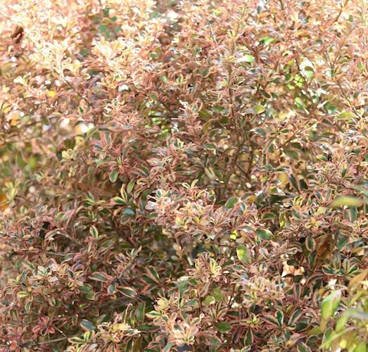 Coprosma x Rainbow Surprise ® - Pépinière La Forêt