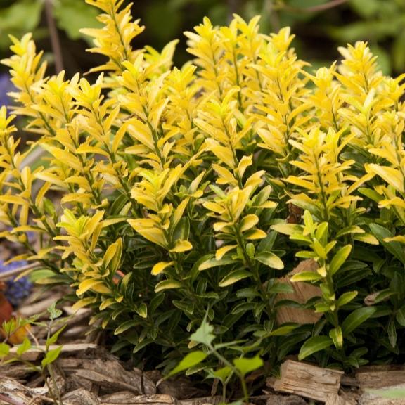 Euonymus japonicus Happiness® - Pépinière La Forêt