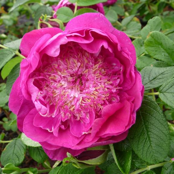 Rosier Arbustif Rosa rugosa Pivoine - Pépinière La Forêt