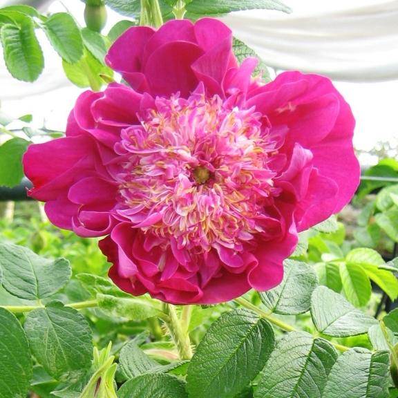 Rosier Arbustif Rosa rugosa Pivoine - Pépinière La Forêt