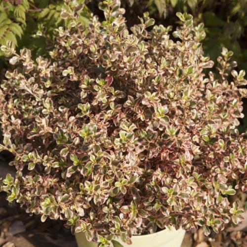 Coprosma Evening Glow ® - Pépinière La Forêt