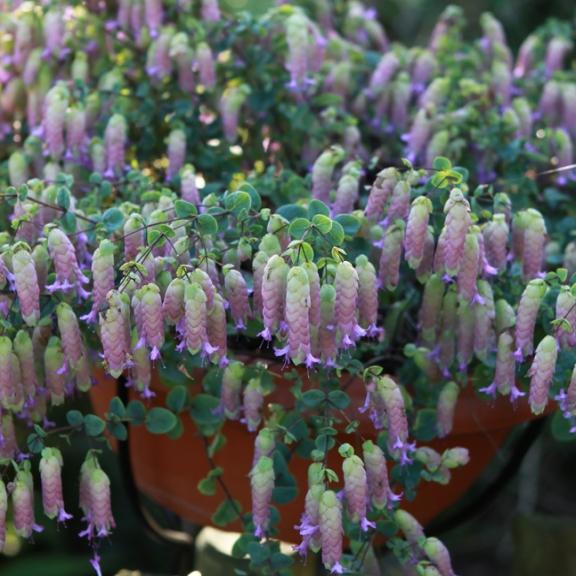 ORIGANUM x Amethyst Falls ® - Pépinière La Forêt