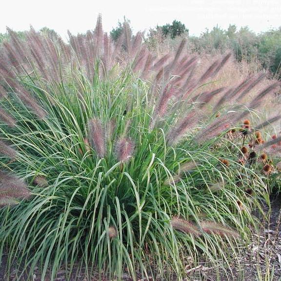 Pennisetum alopecuroïdes Red Head - Pépinière La Forêt