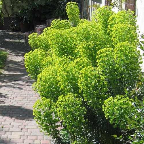 EUPHORBIA Tasmanian Tiger® - Pépinière La Forêt