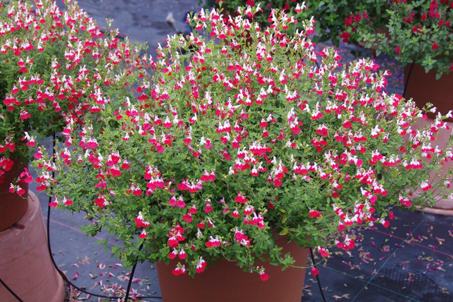 SALVIA LITTEL KISS ® - Pépinière La Forêt