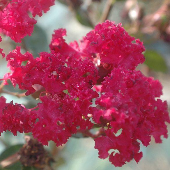 Lagerstroemia Indiya Charms Braise d’Eté® - Pépinière La Forêt