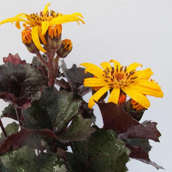 Ligularia Pandora® - Pépinière La Forêt