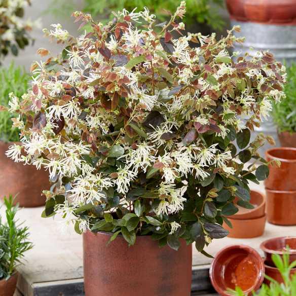 Loropetalum chinensis Ruby Snow® - Pépinière La Forêt